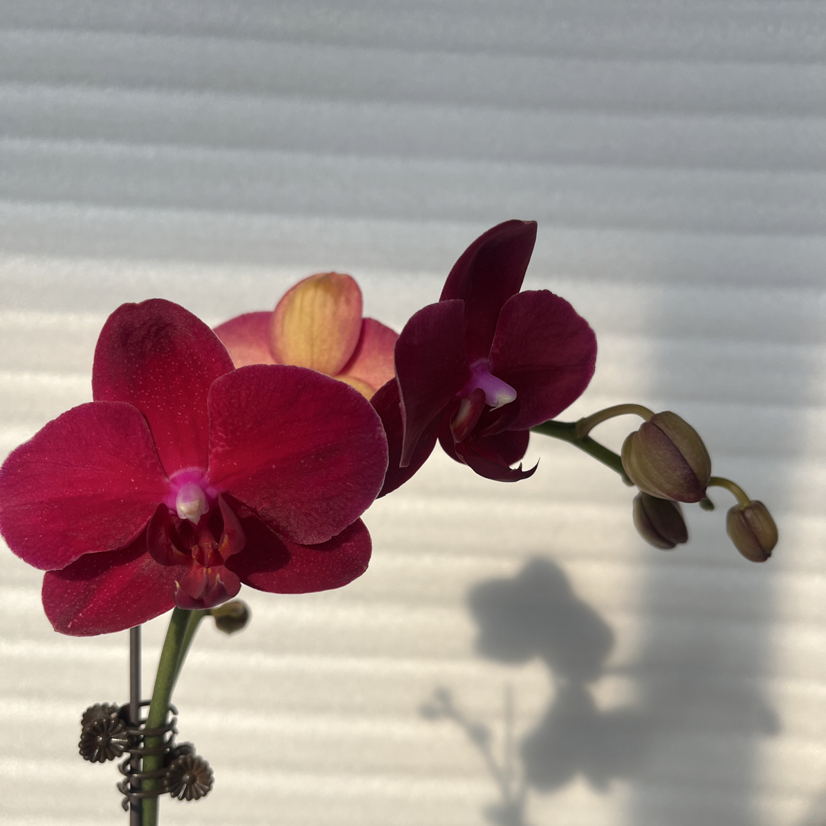 渟叙【拉菲】3.0寸 带花带花苞