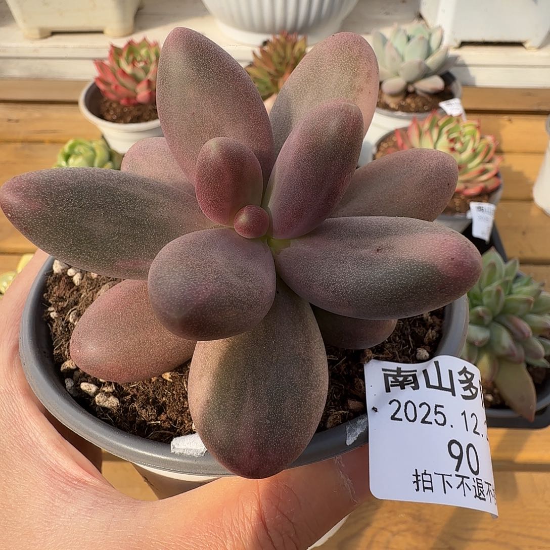 糖果美人11111227-90