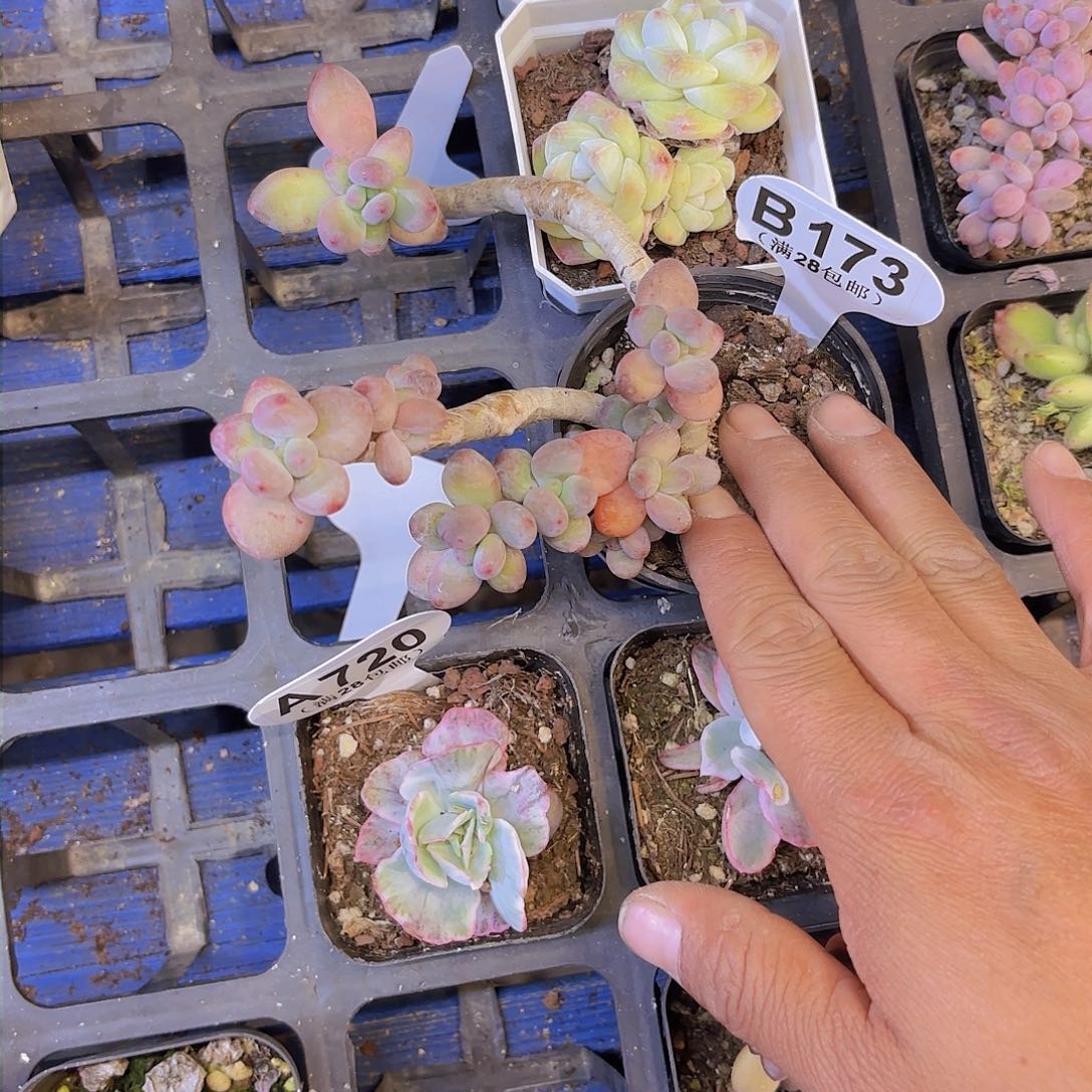 B173苹果奶一物一拍