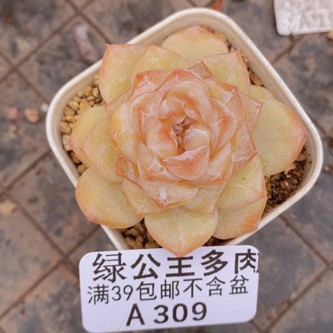 黛玉4cm309多肉植物