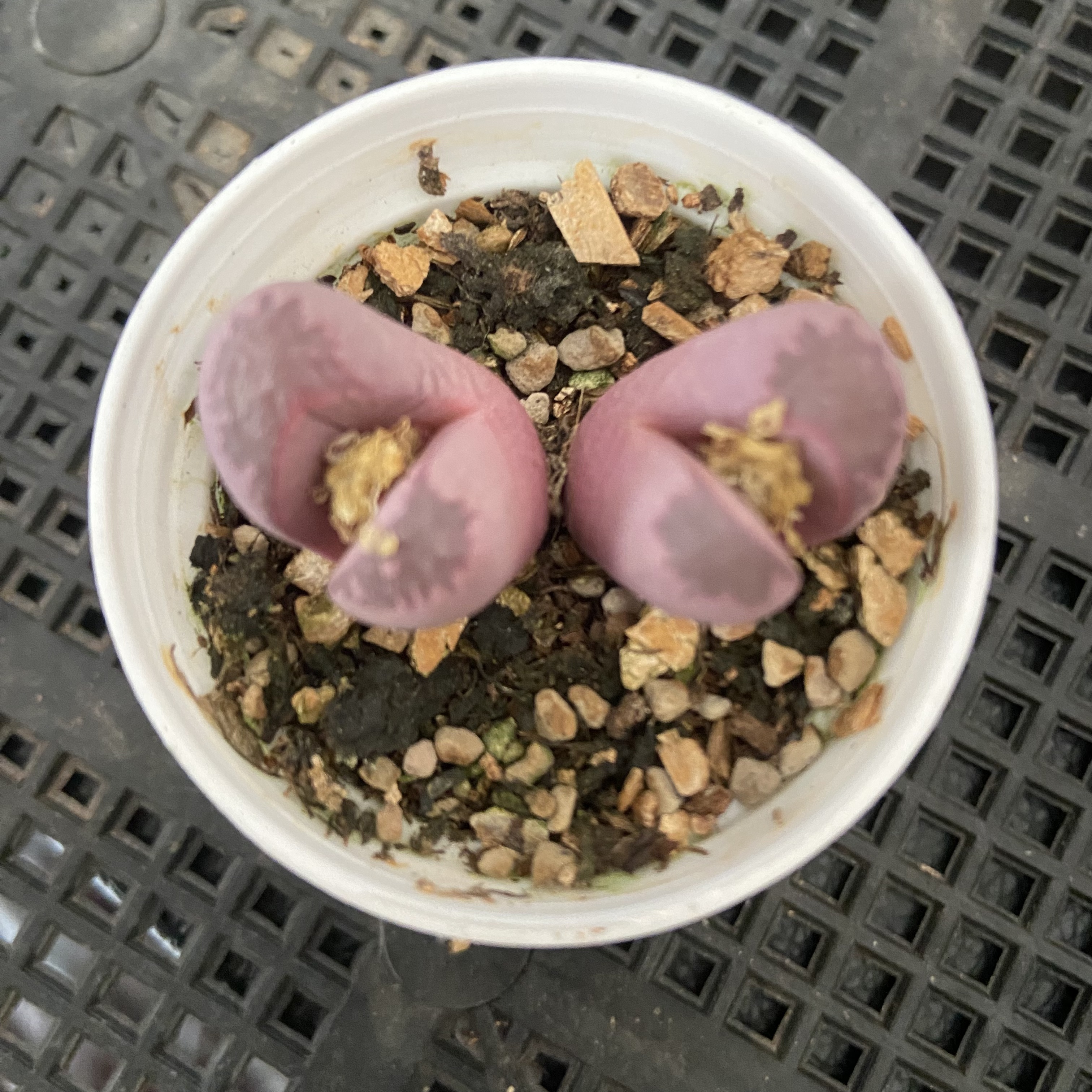 双头红大内一盆