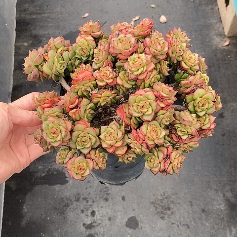 1229多肉植物老桩