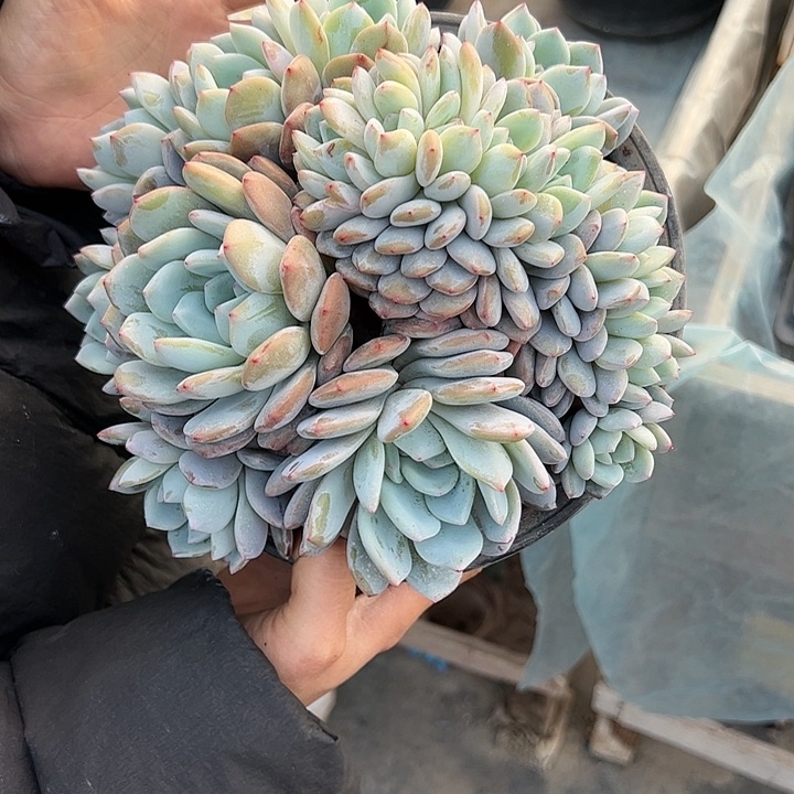 【闪购商品】橙子群