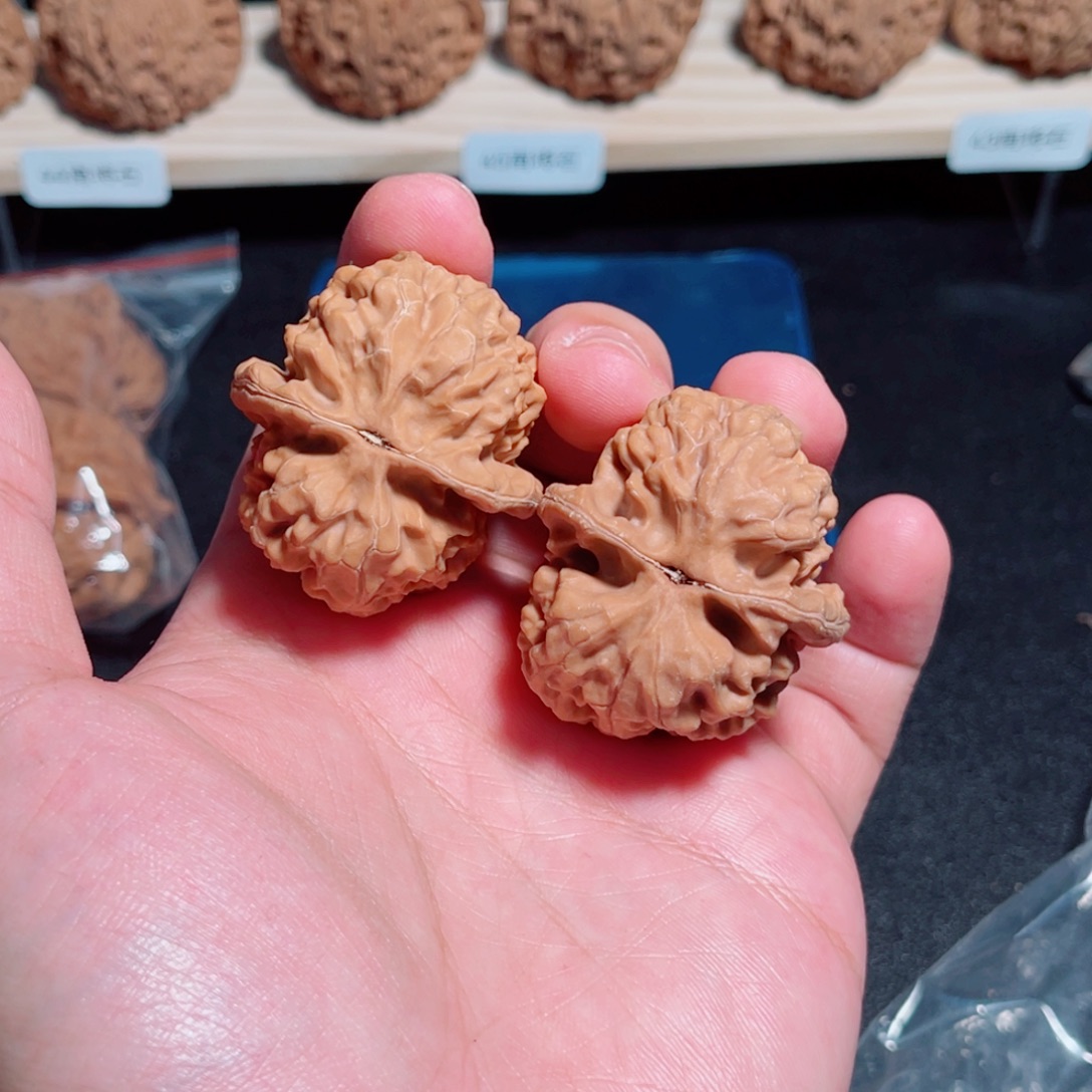 指***花37蜡皮野生有虫爬