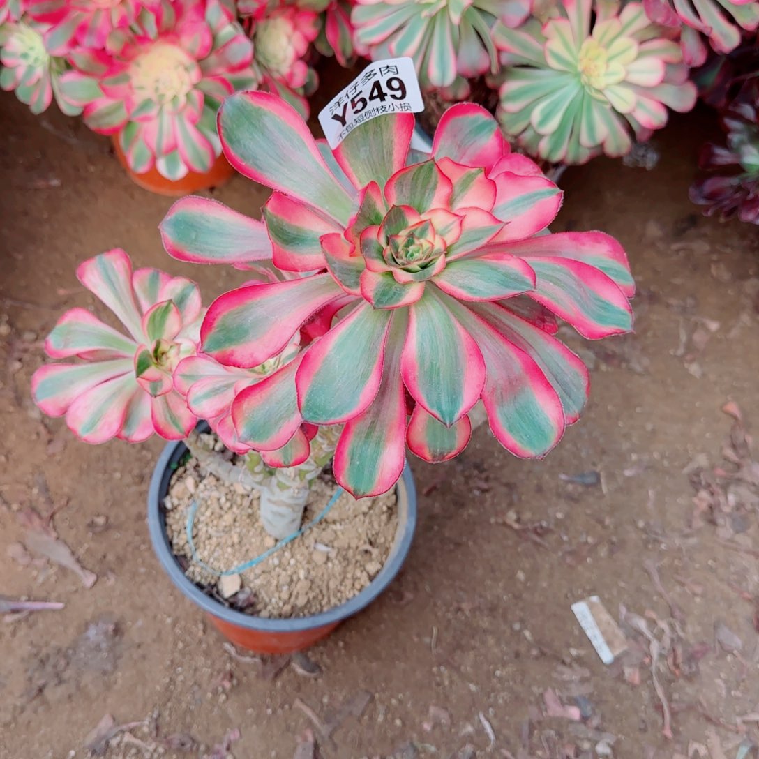 五毒白法师549冠幅20