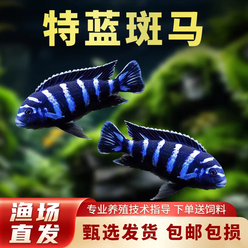 特蓝斑马三湖慈鲷热带鱼观赏鱼水族缸岩栖类坦鲷鱼易养艳丽活体鱼