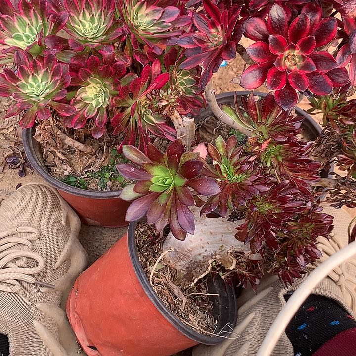 多肉植物三颗16号