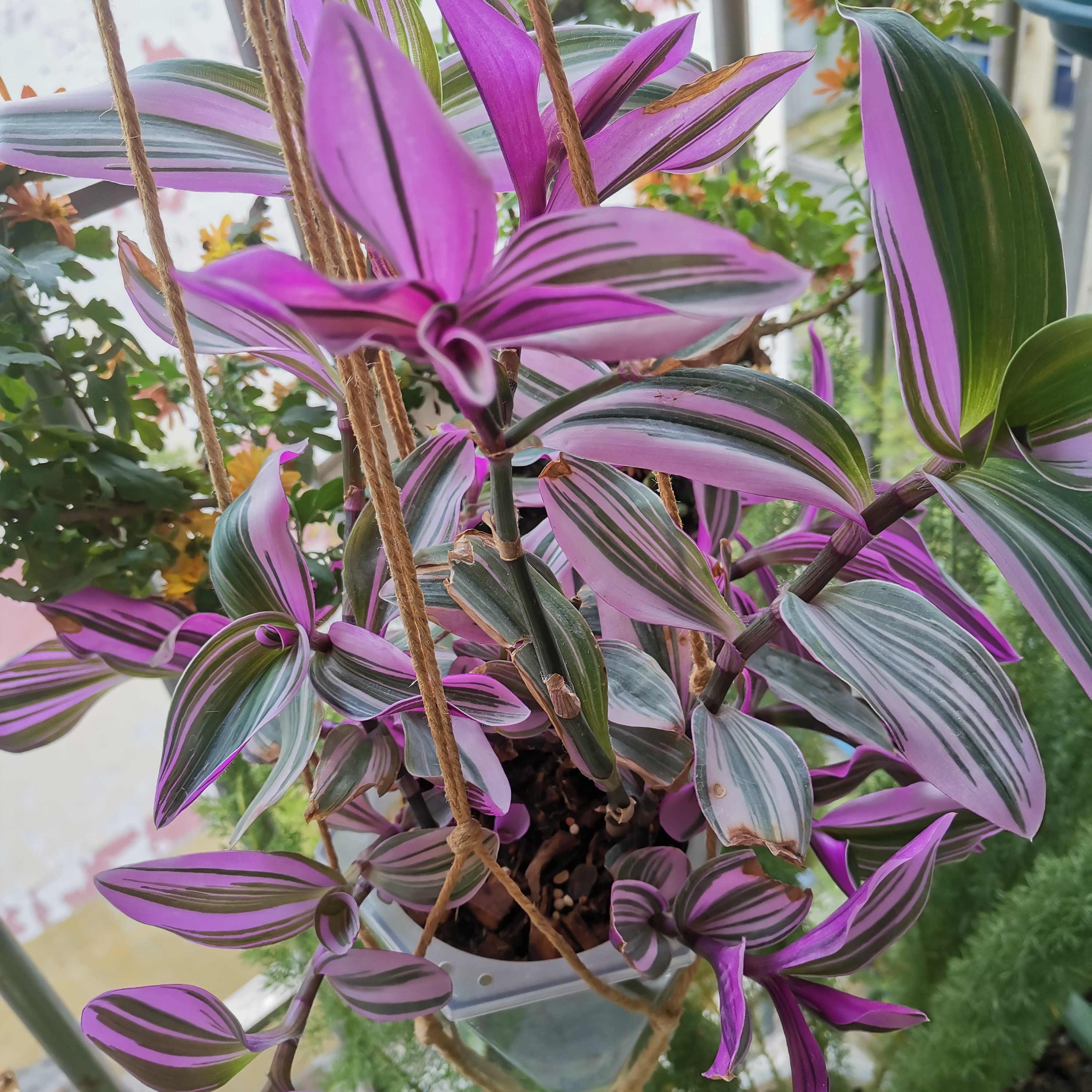 梦幻紫油画吊兰水土双培室内外绿植网红款