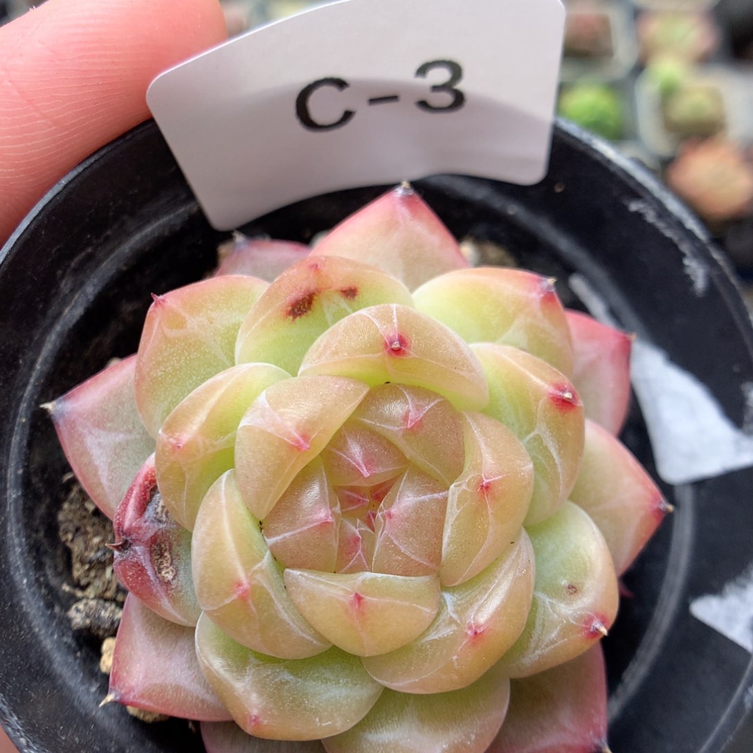 C3优选珍妮y y y y y y y y