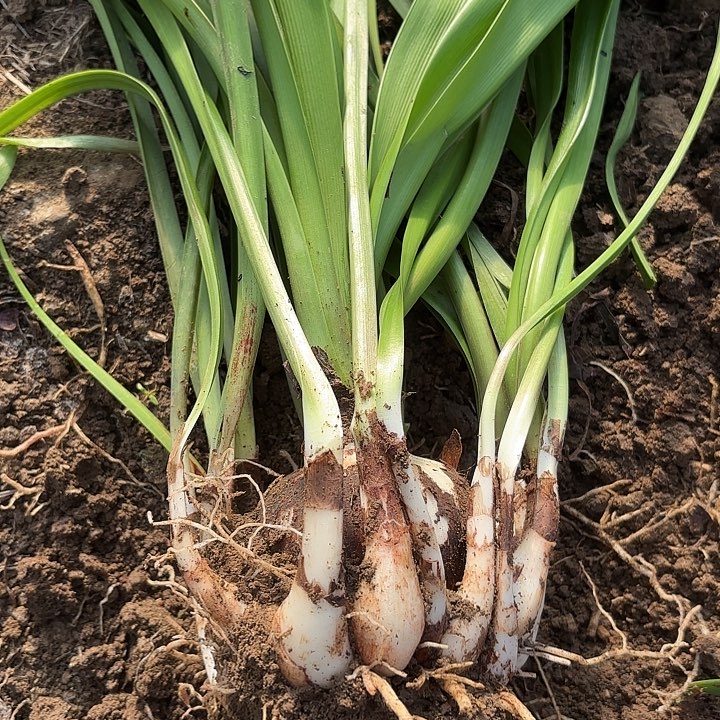 芭蕾舞女包对版坨