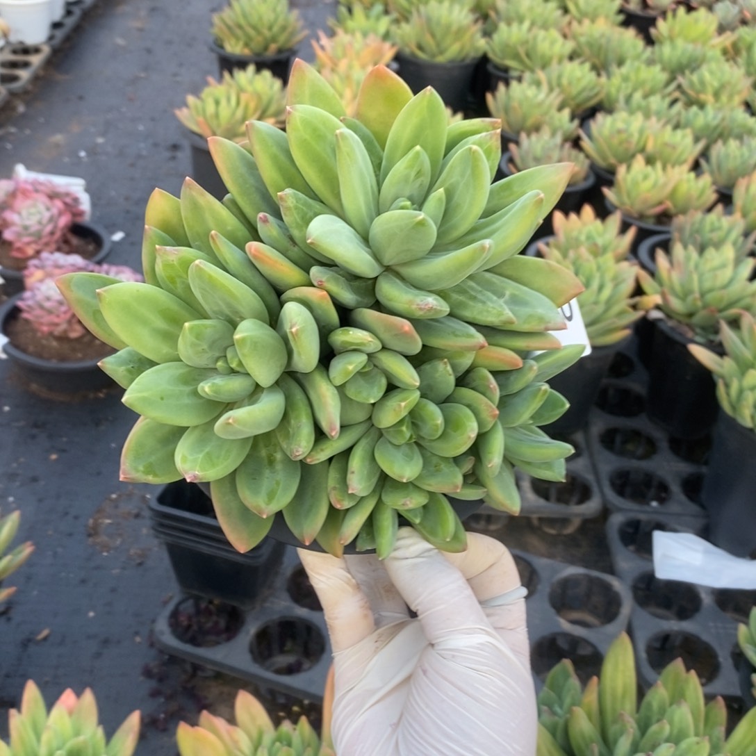 5220海洋之歌一物一拍