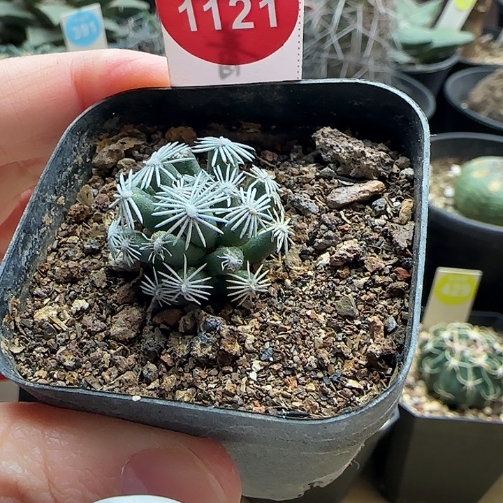 萝卜根孤月丸2.5cm一颗36588