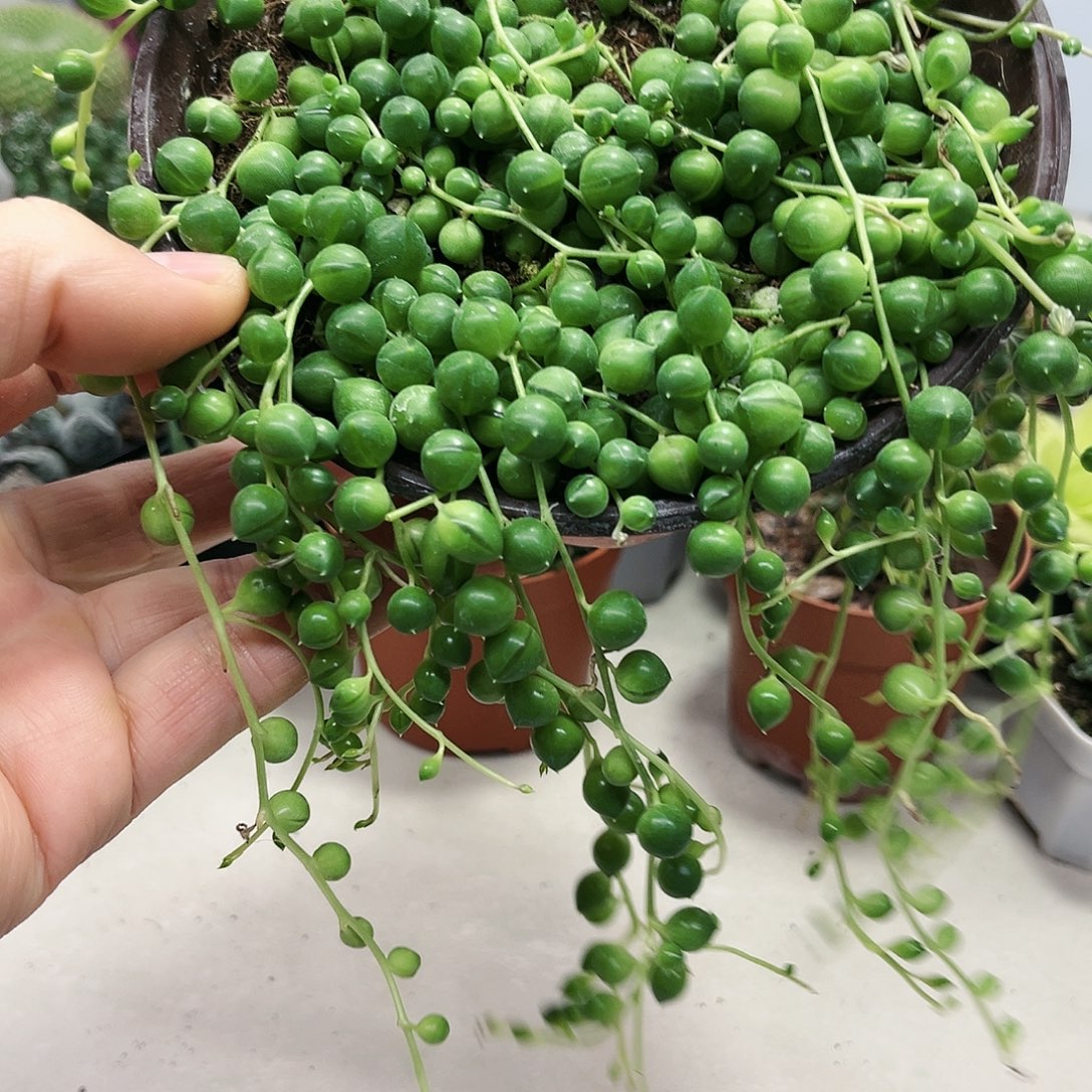 大盆福珠多肉植物