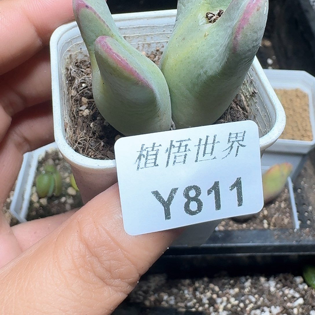811盒多肉植物哇d c