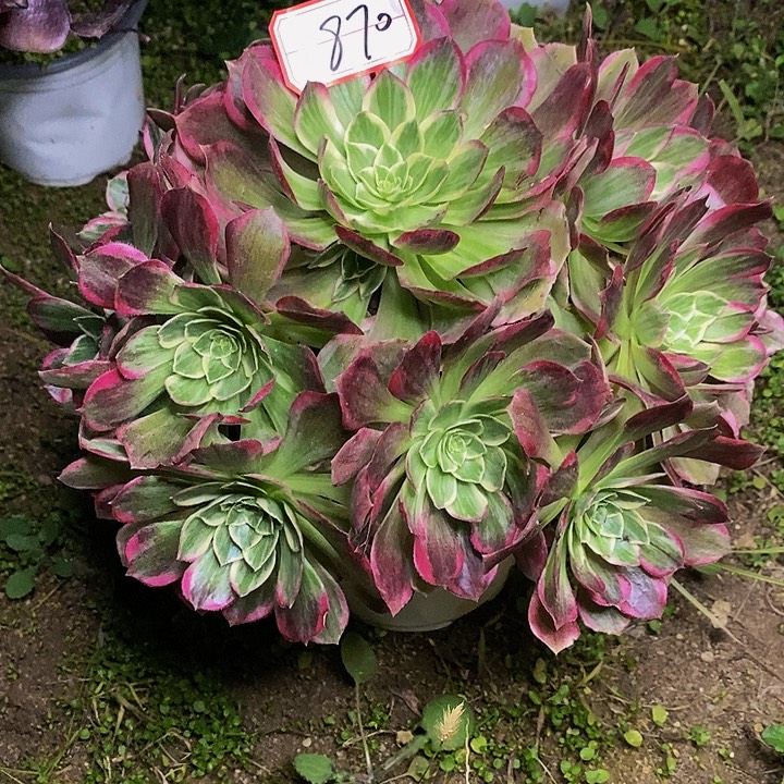 海螺老桩捧花福利的870号