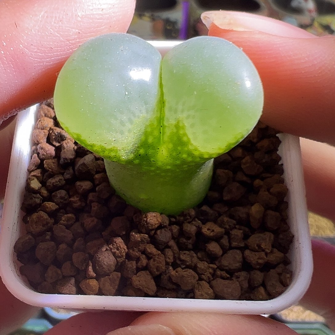 大腰子。            
