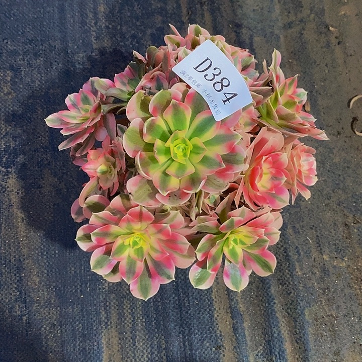 384粉女巫多肉法师锦