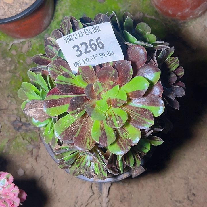 3266欧若拉多肉植物