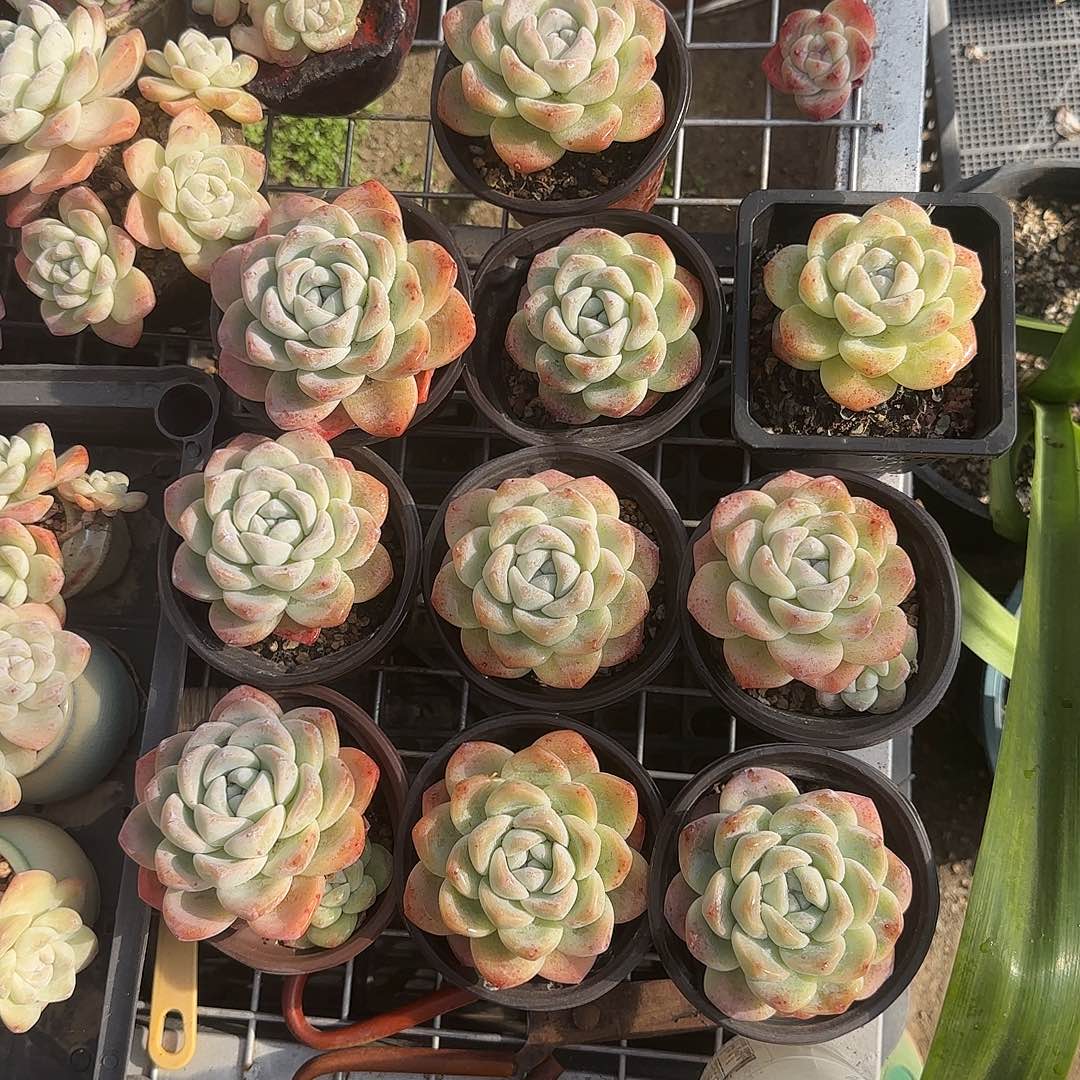 单头老冰玉十棵特价包邮