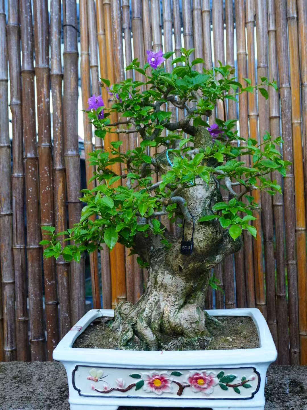 小叶紫花三角梅 老桩盆景