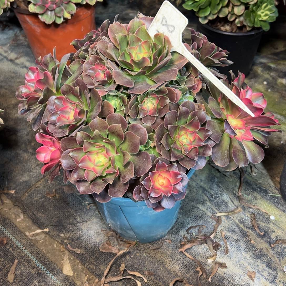 ~***~148多肉多肉多肉多肉多肉