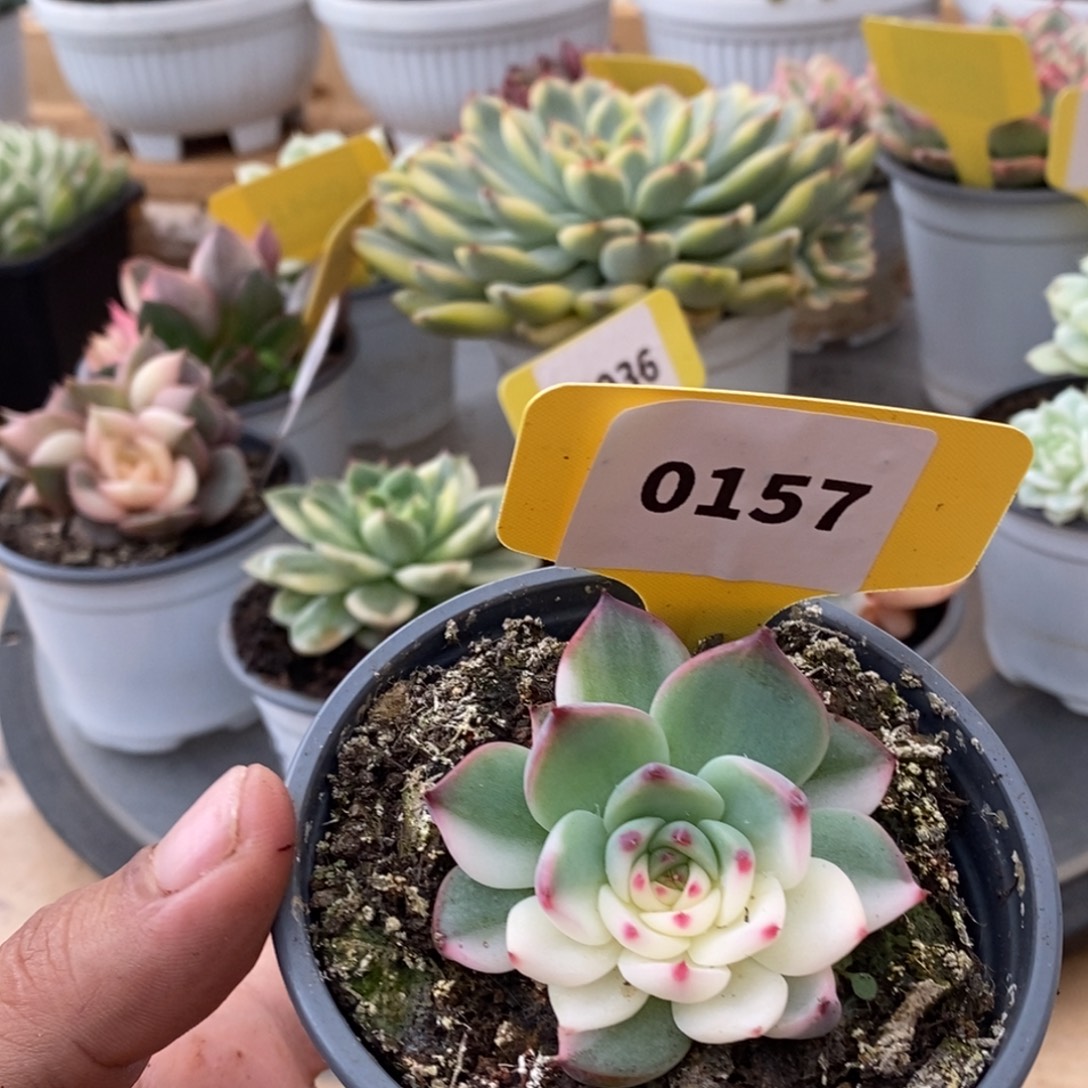 0157吉娃娃哈哈哈