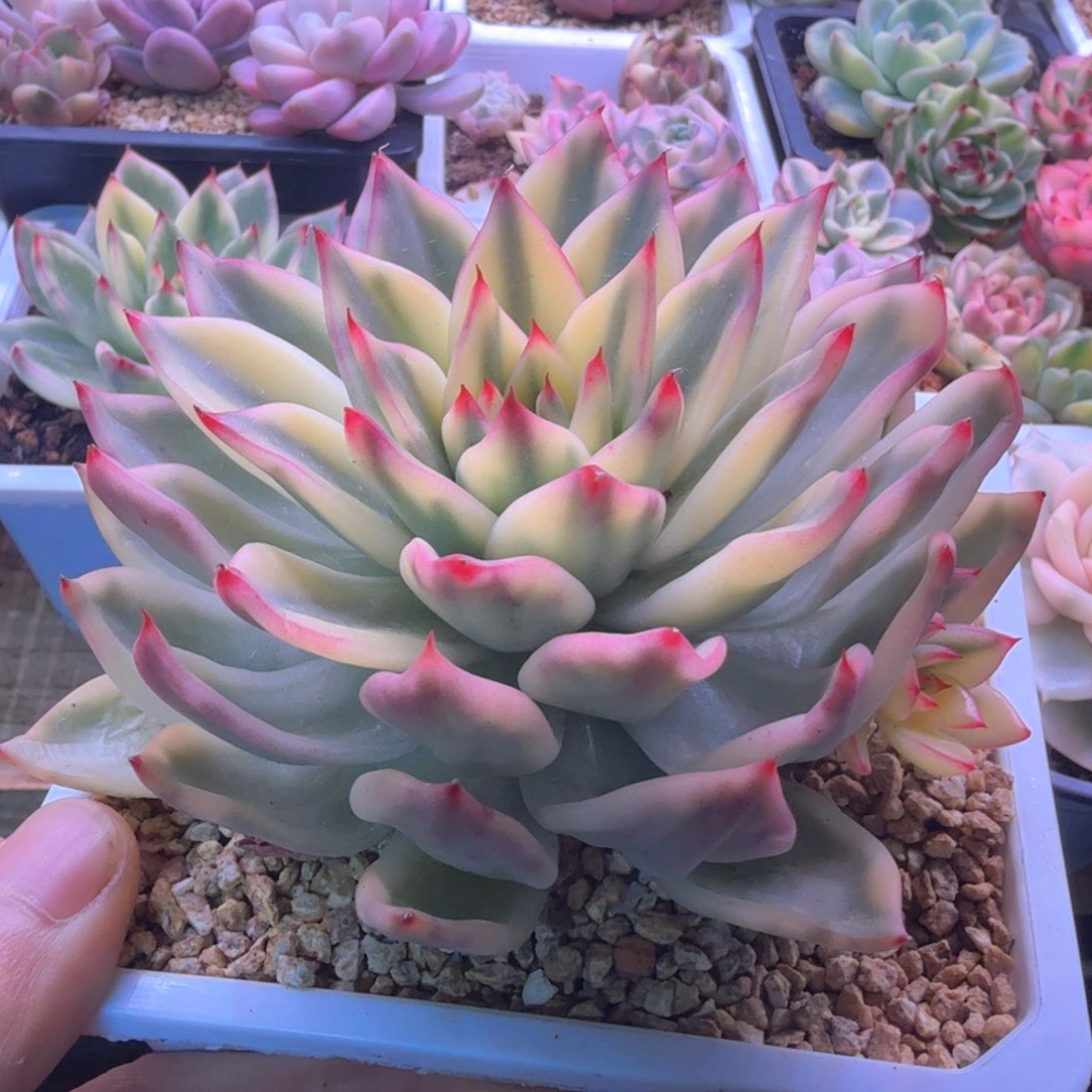 东云锦 多肉植物锦