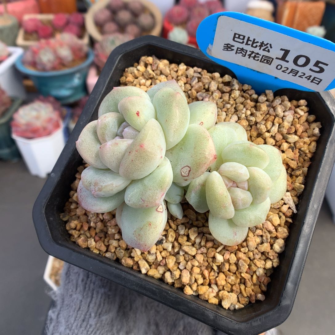 105三头冰玉石化多肉植物