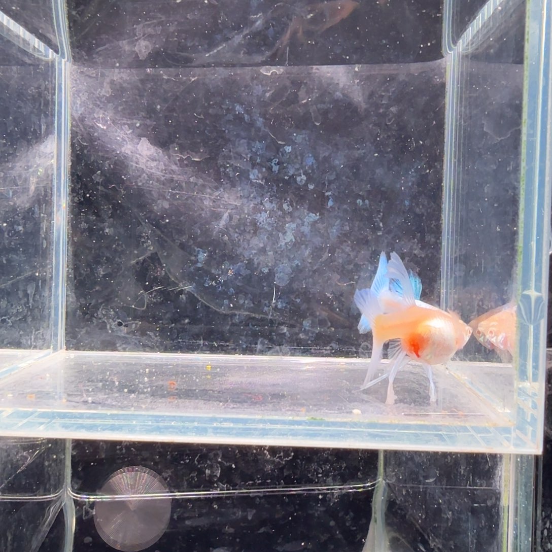 孔雀鱼蓝白缎带1对