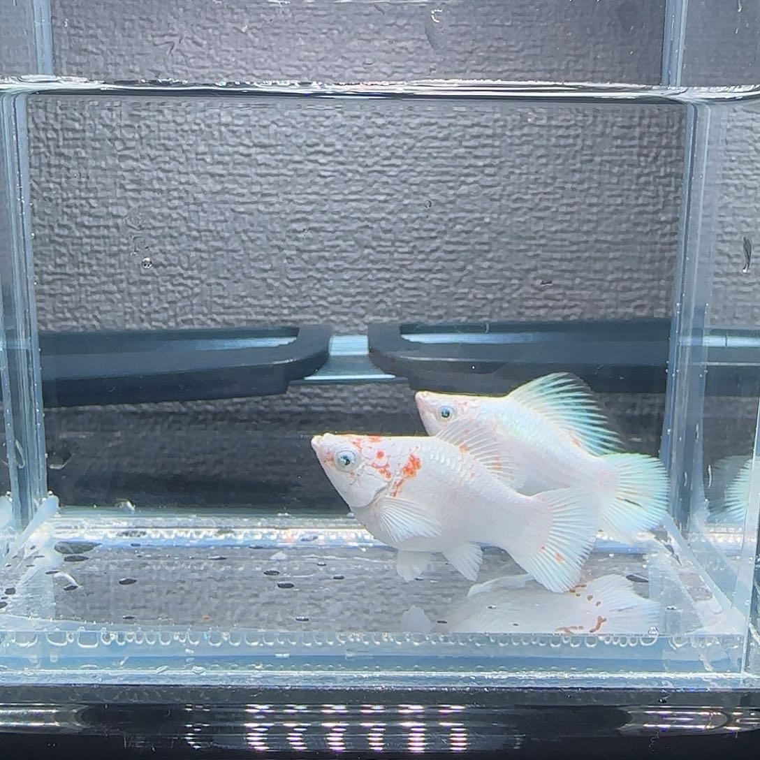 黑玛丽鱼樱花钻石眼