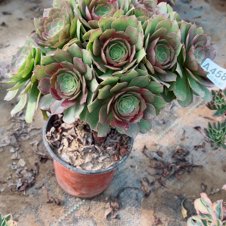 458万圣节多肉植物