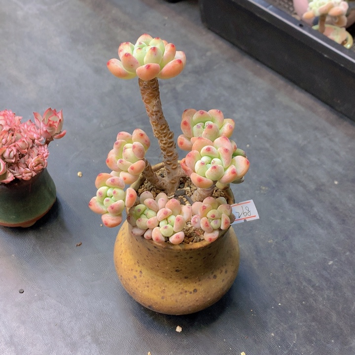 一物一拍满30包邮 268