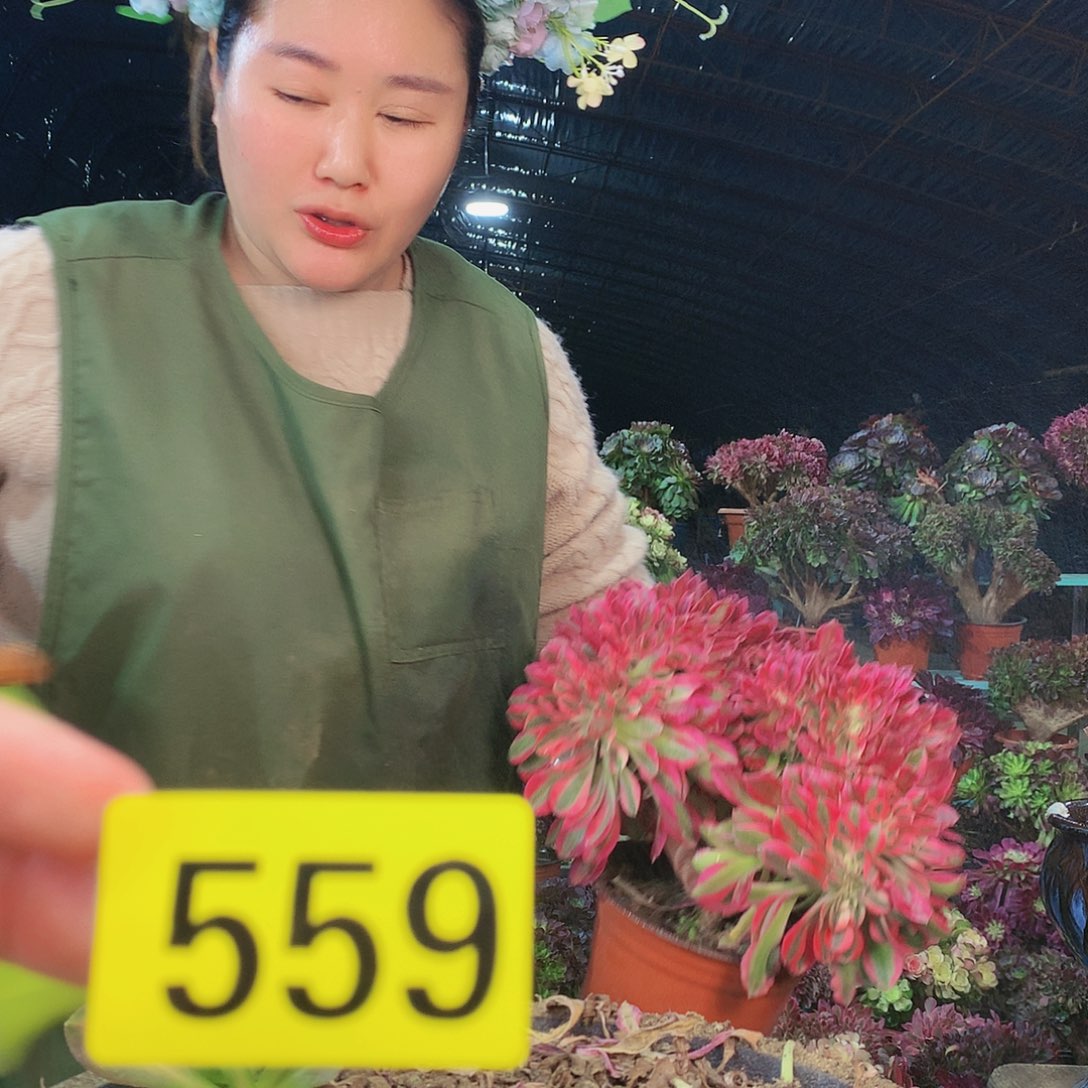 柒哥法师多肉不包侧断枝559