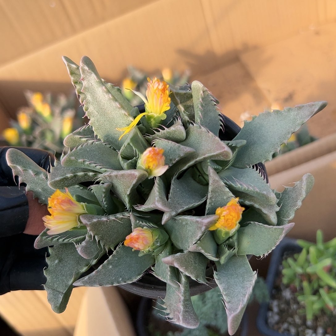 多肉植物怒涛开花