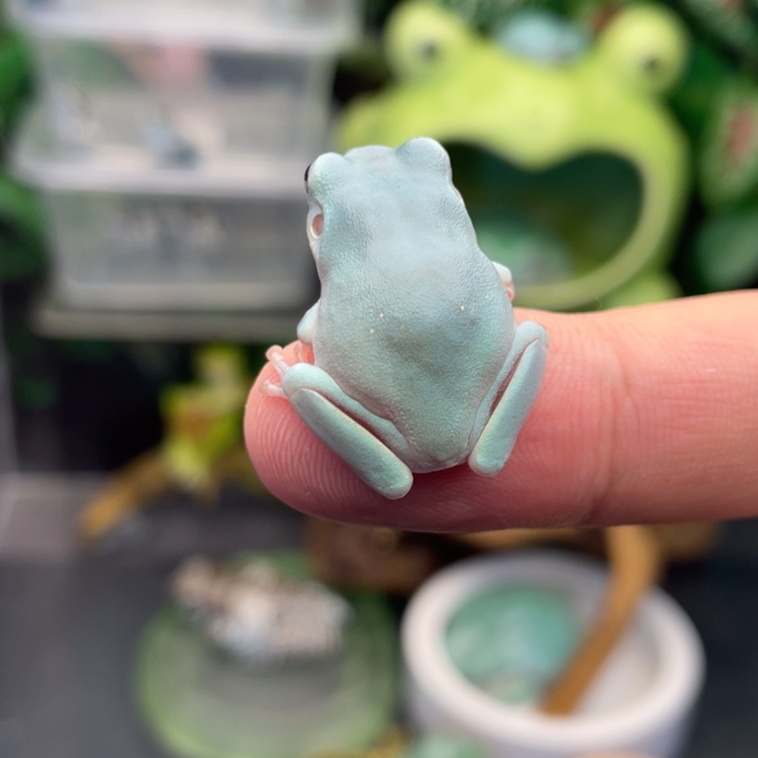 老爷树蛙4号白蓝素皮