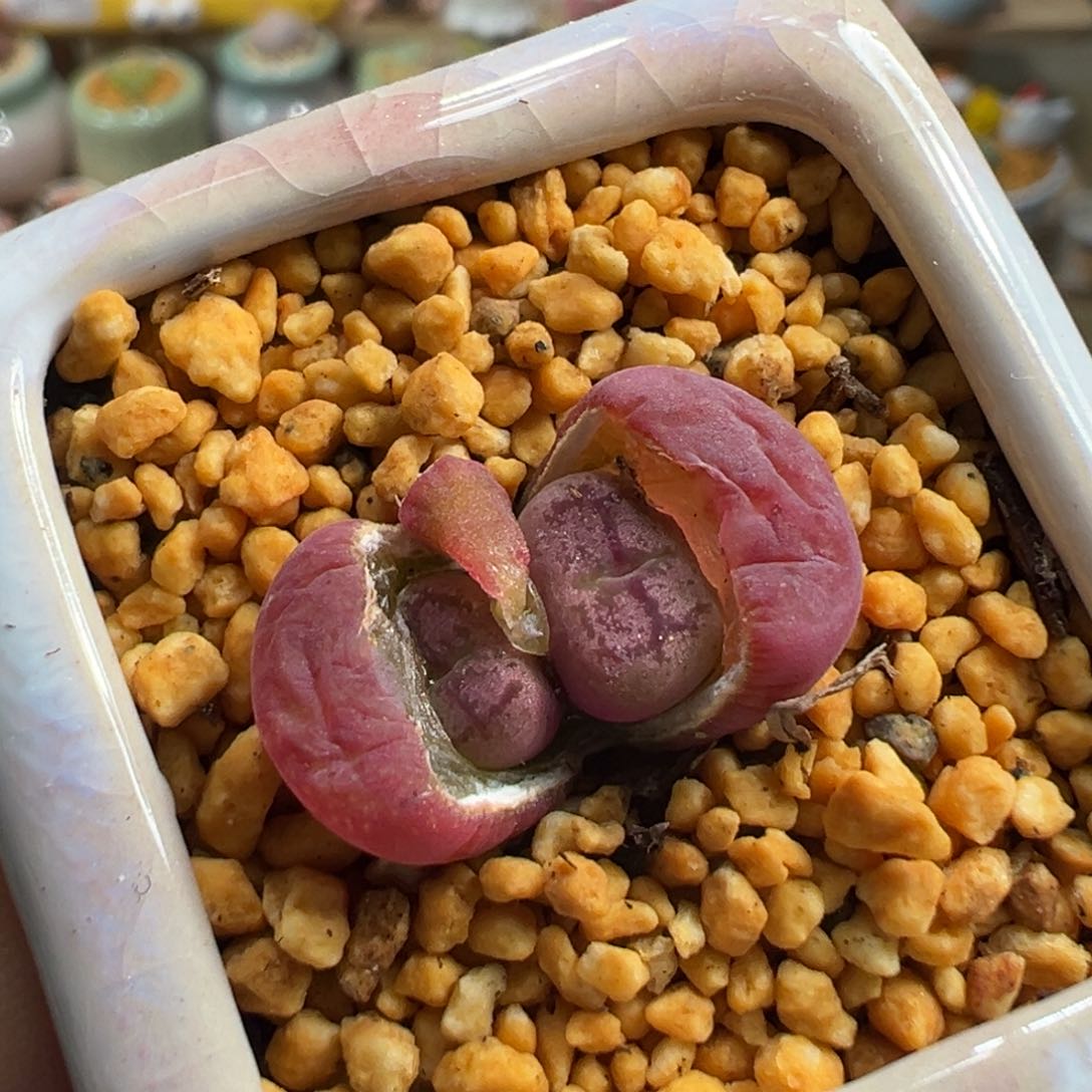 多肉植物220号毛杂