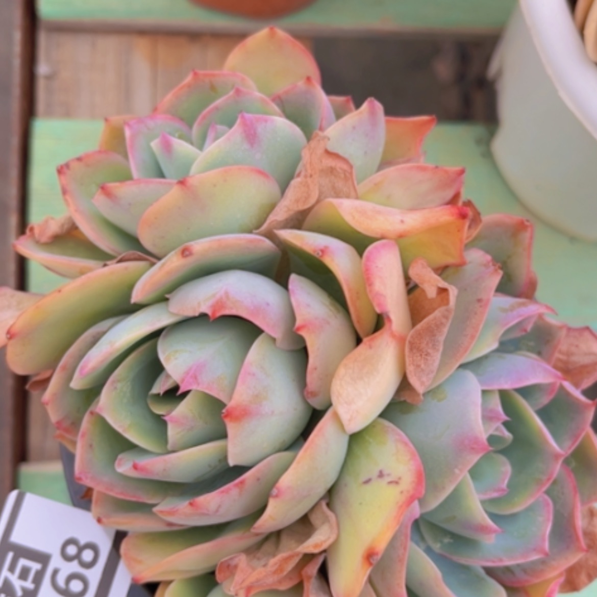 【闪购商品】霓虹灯07168