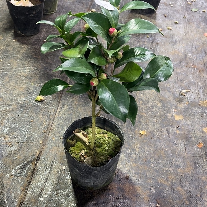 大部分花苞少量开放红玉茶花