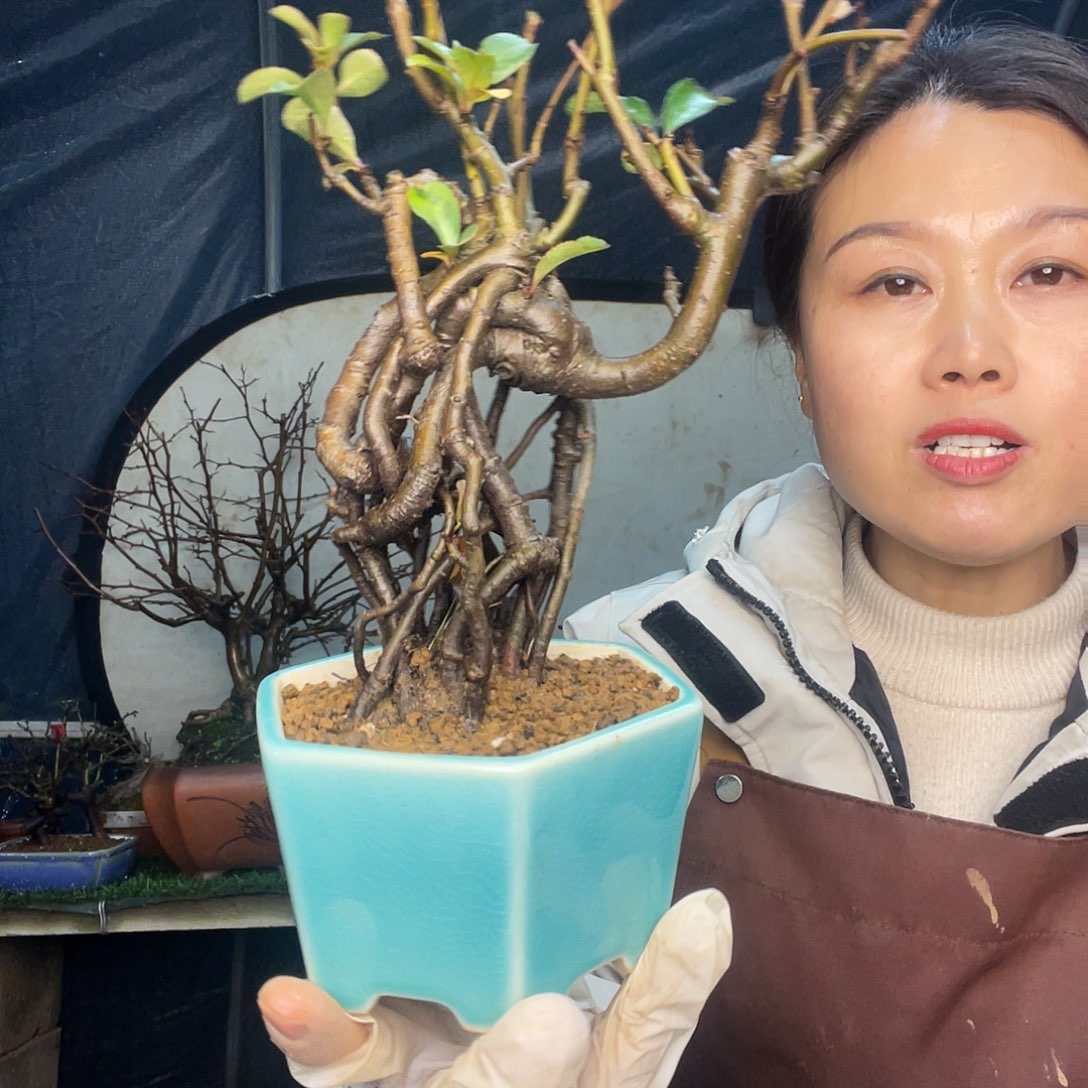 不***睡无花朵长寿冠1615150 