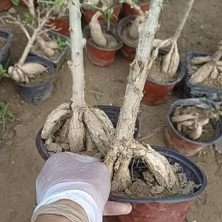 无***相两颗月之桂高粗干脱土发货