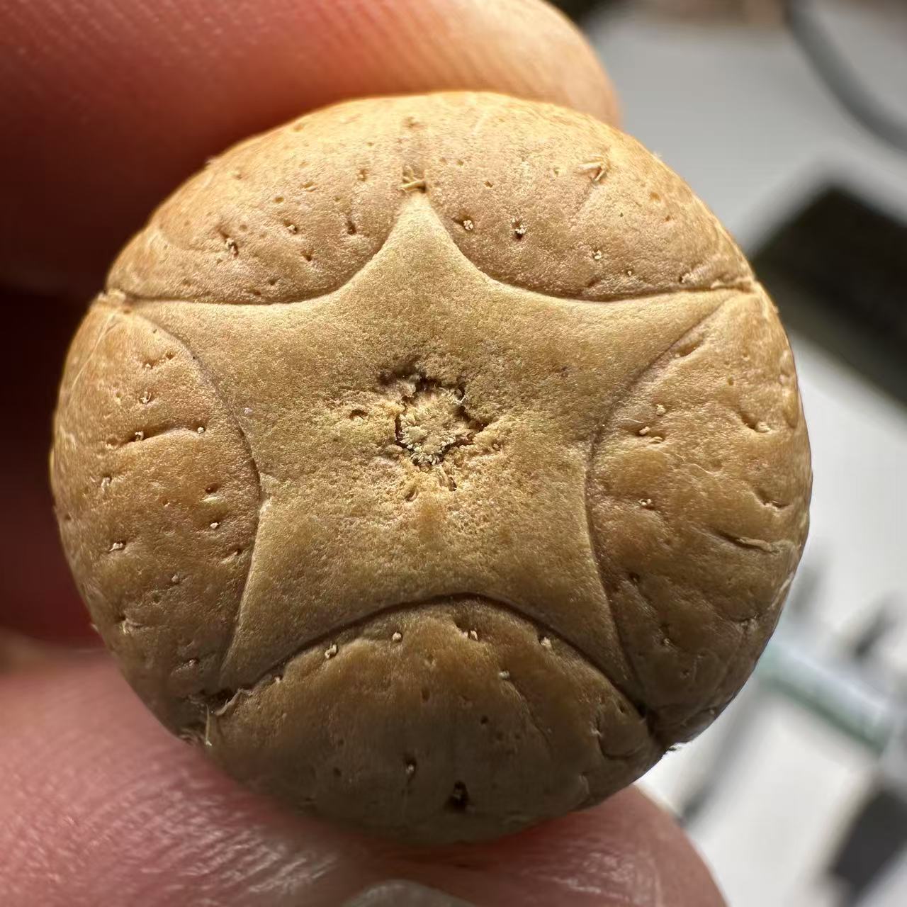 尼泊尔五星菩提，尺寸18，sss系列，货号130