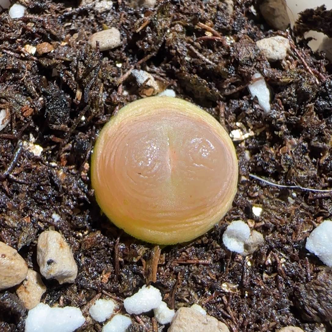 肉锥多肉植物组合-sh1200拉登77