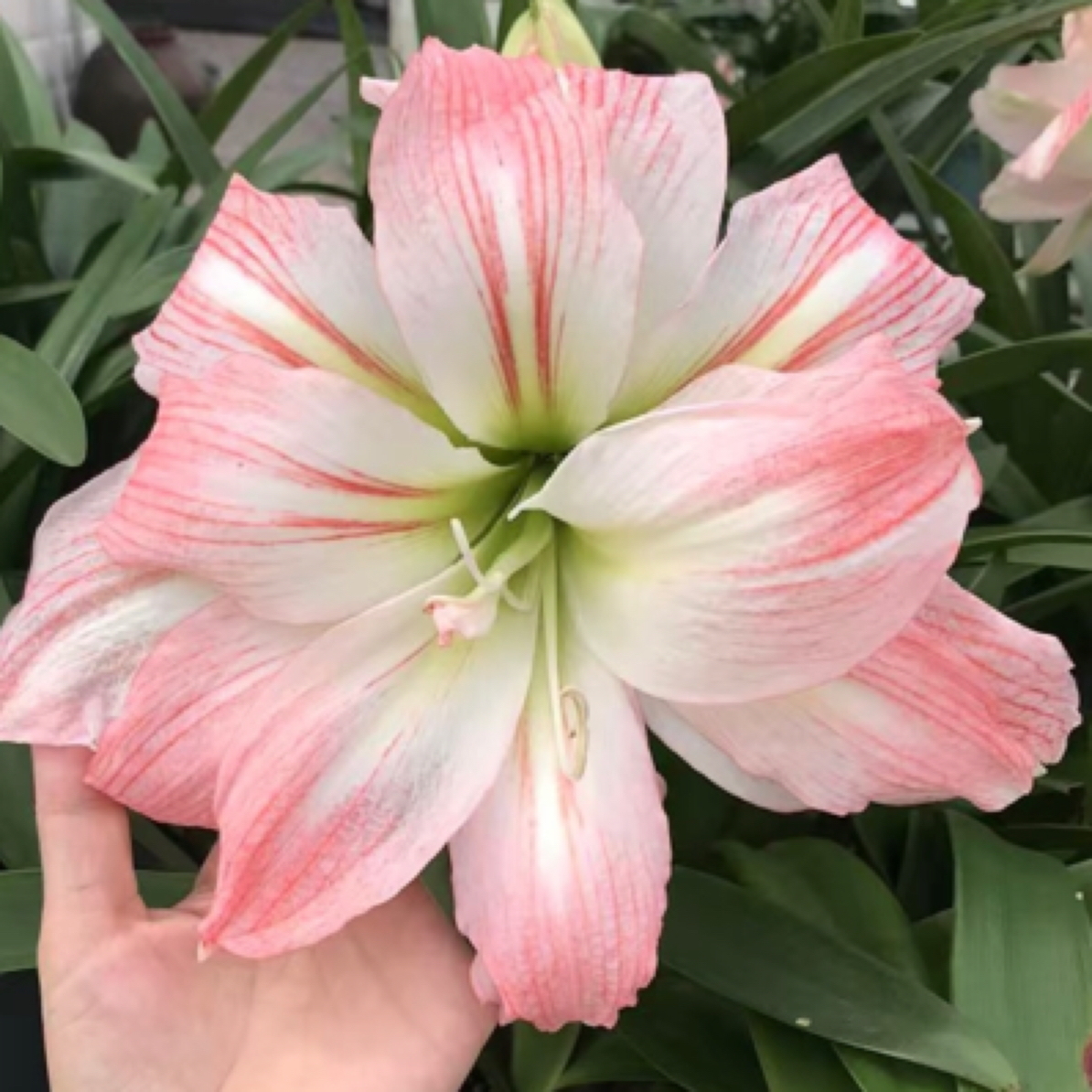 (超级戴丝) 基地直发切球繁殖自然球裸球室内外盆栽地栽懒人花卉