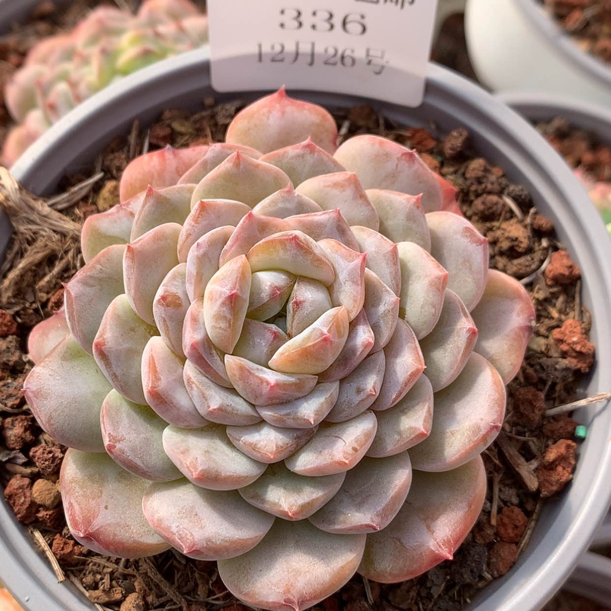 【闪购商品】云336号