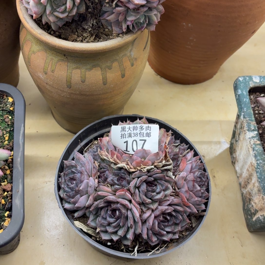 思***恋黑大帅多肉107蓝色妖姬