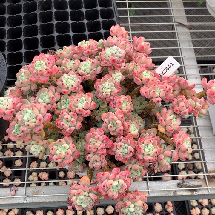 猫***万122551罗琦嗯嗯嗯嗯嗯好