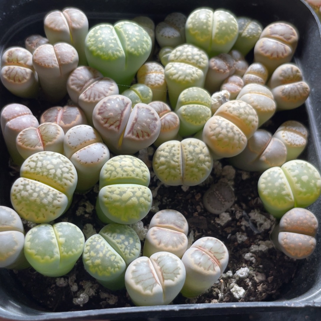 今晚大盆特价更新～（介意腿勿拍）