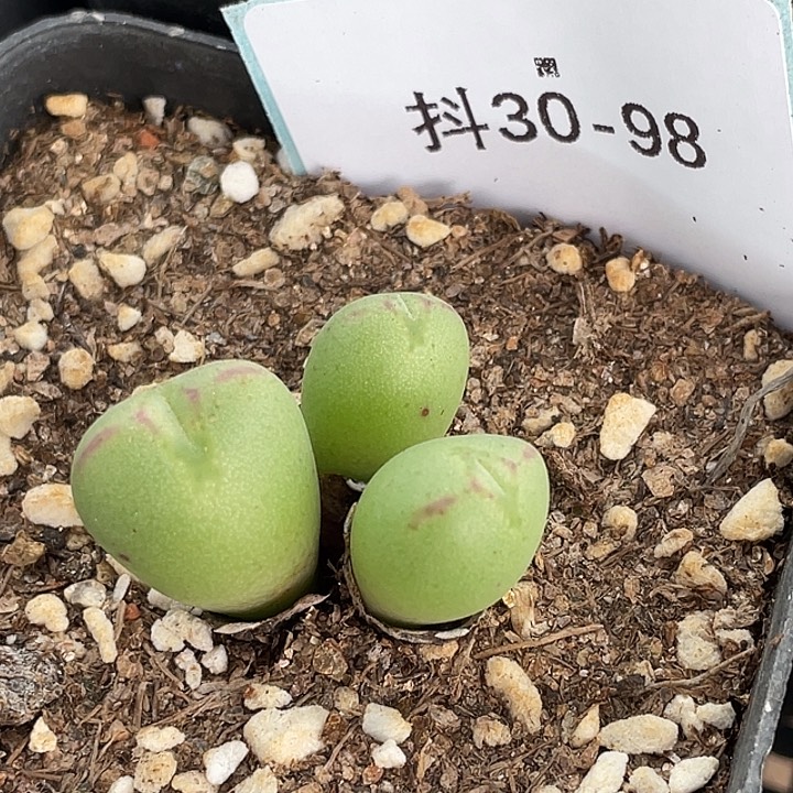 30-98将多肉植物肉锥