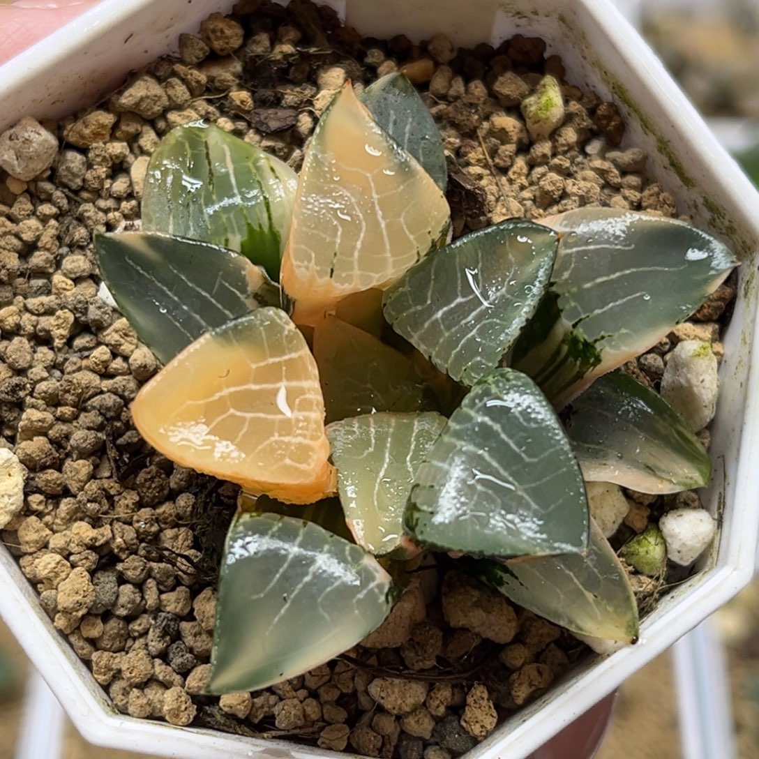 681花影克锦福利专场