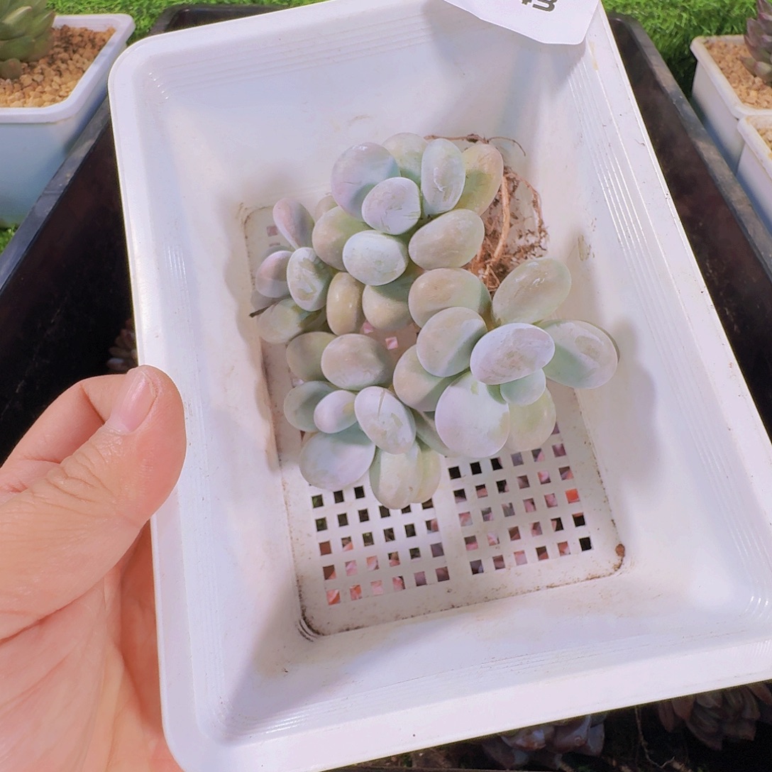 多肉植物奶酪9143